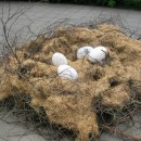 nest eggs source image